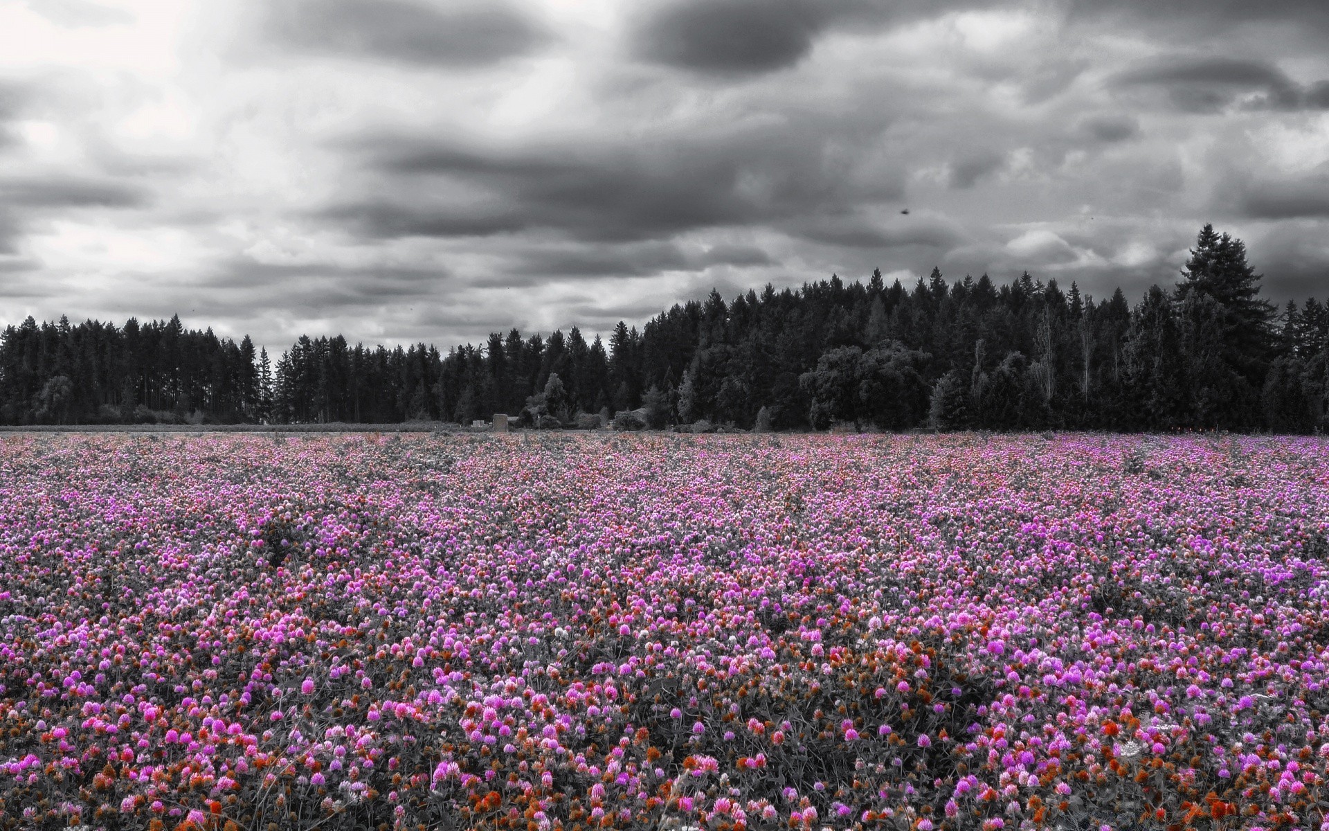 landscapes flower landscape outdoors grassland nature hayfield scenic field tree wildflower mountain