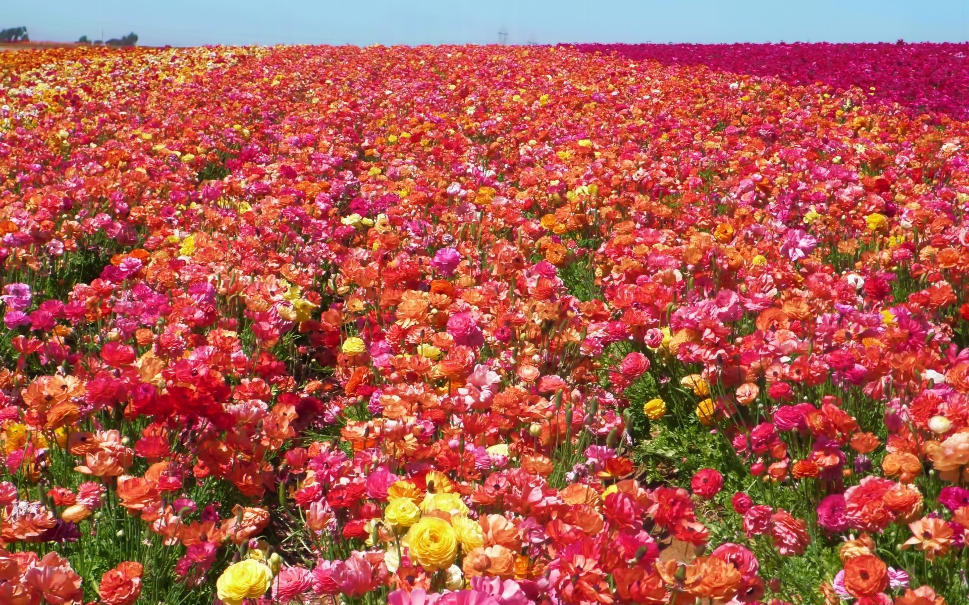 paysage fleur champ flore nature poppy été floral saison agriculture jardin couleur croissance lumineux bluming pétale foin feuille ferme rural