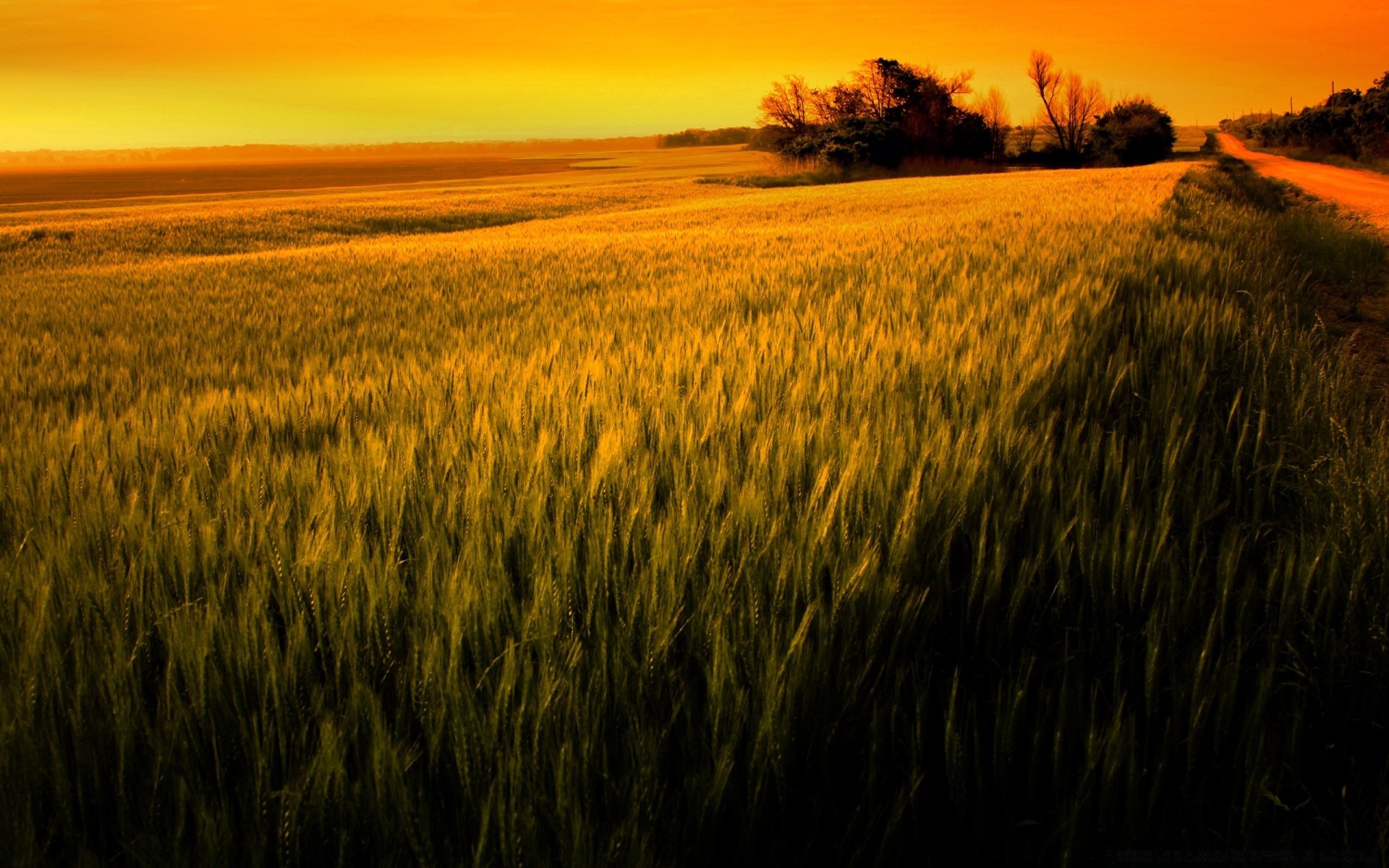 paesaggio cereali grano tramonto agricoltura alba pascolo rurale raccolto paesaggio campo fattoria mais oro sole campagna terra coltivata