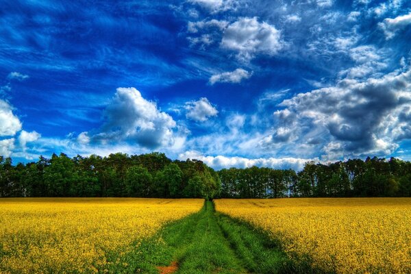 A green road in a yellow field