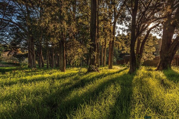 Hermosos paisajes de naturaleza y árboles