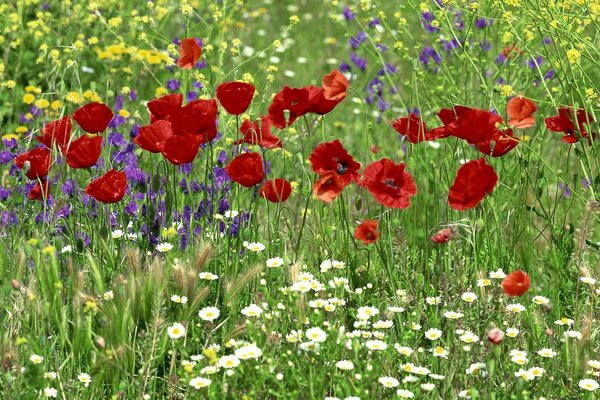 Bellissimo campo di papaveri di camomilla