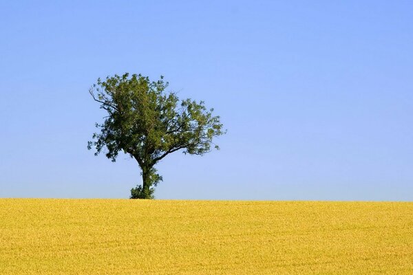 Landschaft mit einem Baum in einem gelben Feld unter blauem Himmel