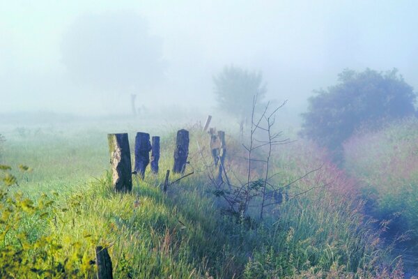 Paysages de la nature, des arbres dans le brouillard