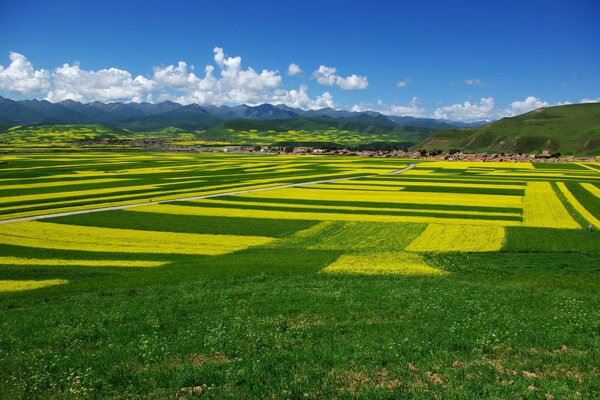 Green field, landscape of summer nature