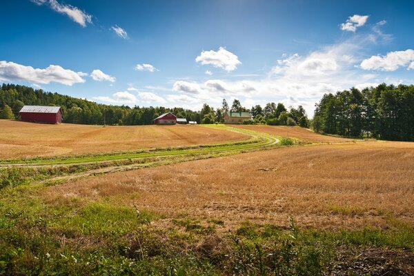 Landwirtschaft. Bauernhof im Wald