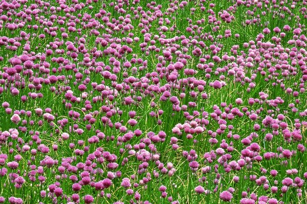 La délicatesse préférée des vaches. Trèfle