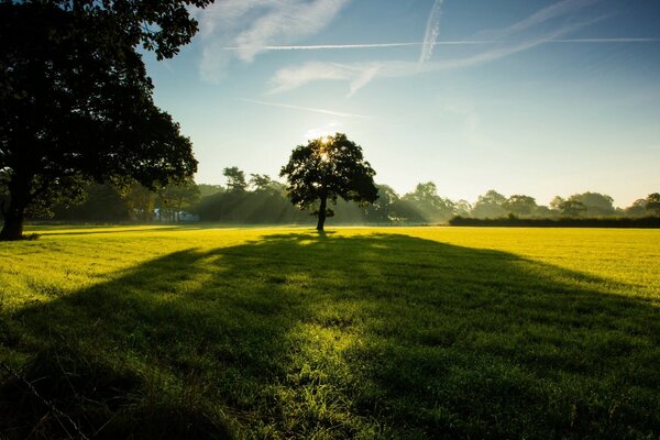 Énorme ombre d un arbre solitaire au coucher du soleil