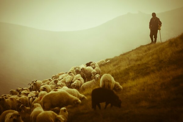 Mountain shepherd of sheep. Shepherd on the slope