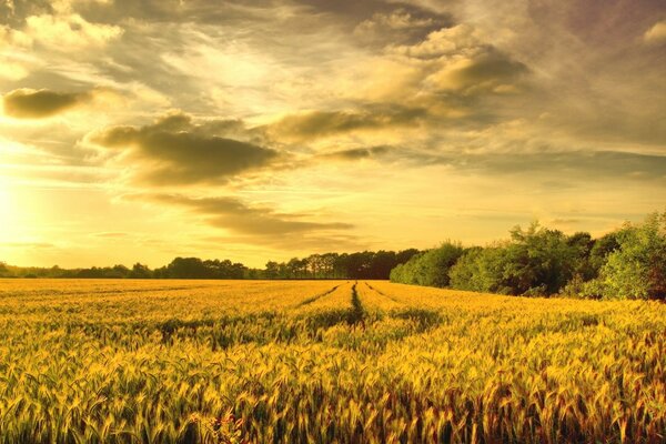 Unverarbeitetes Brotfeld im Herbst