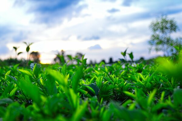 Green grass and blue sky