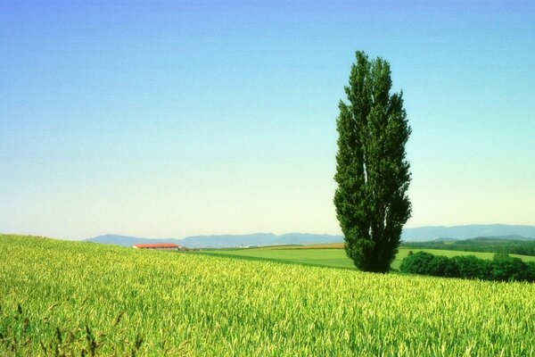 The beauty of the countryside landscape