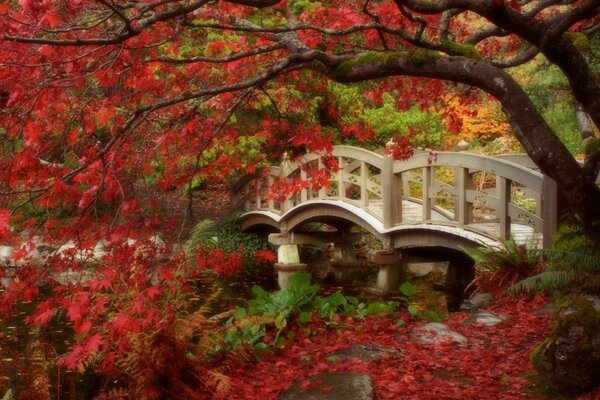 Paysage automne arbre feuilles