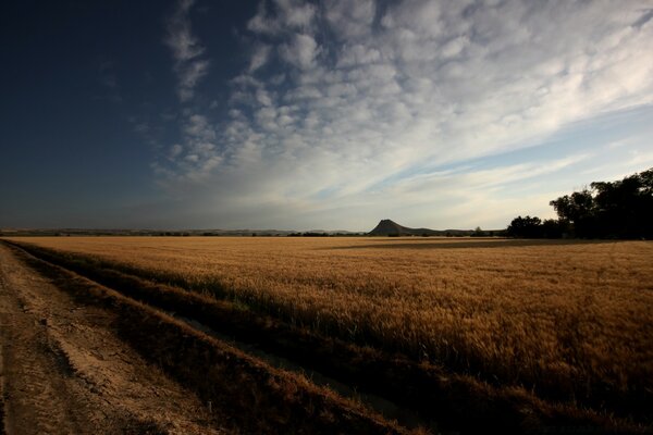 The road along the wheat field