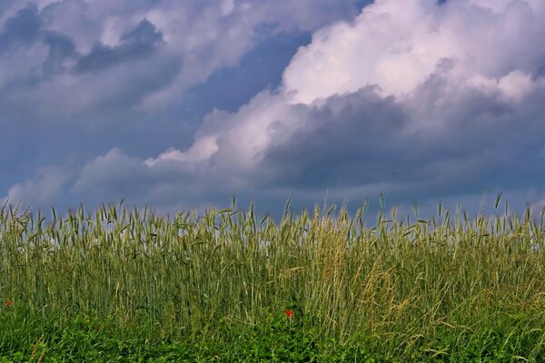 Wheat field with red poppy