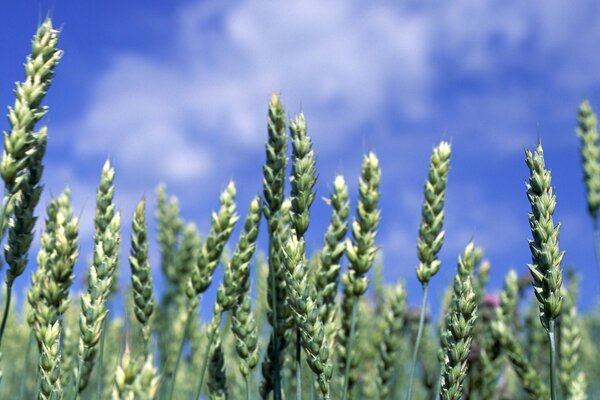 Young ears of wheat on a green pasture