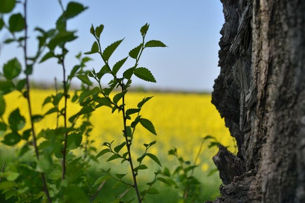 Grüne Blätter auf Feld Hintergrund