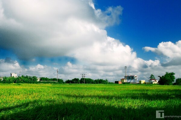 Young green fields with a visible residential building in the distance