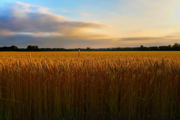 Wheat paradise here s a treat