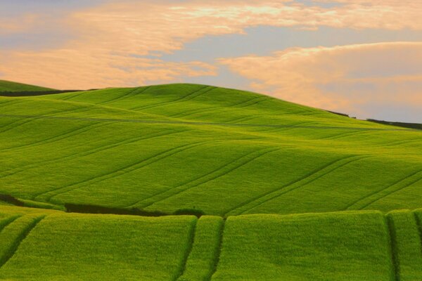 Carpeting nature is amazing