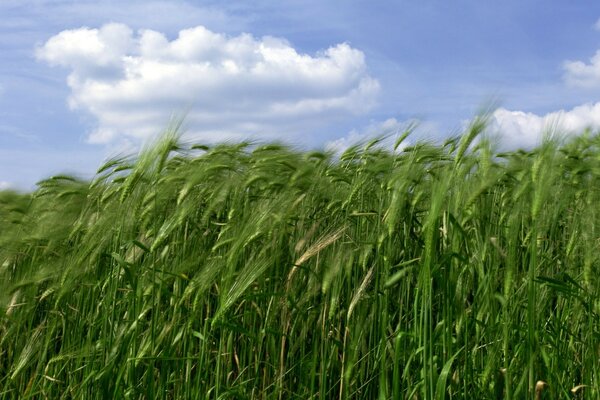حقل من القمح الأخضر ضد السماء