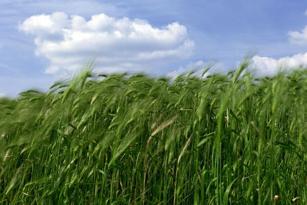 A field of green wheat against the sky