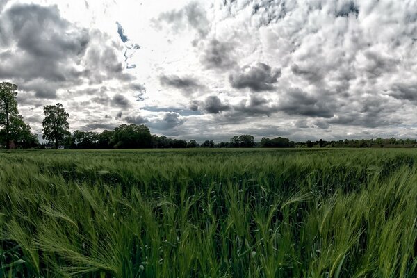 Bald wird es regnen, Schwere Wolken und der Wind, der die Wiesengras wirbelt