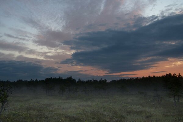 Paysage coucher de soleil aube arbre