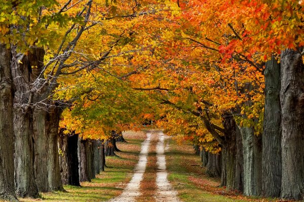 Hermoso camino rural