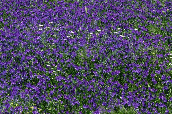 Bellissimo campo di lavanda e Alpi