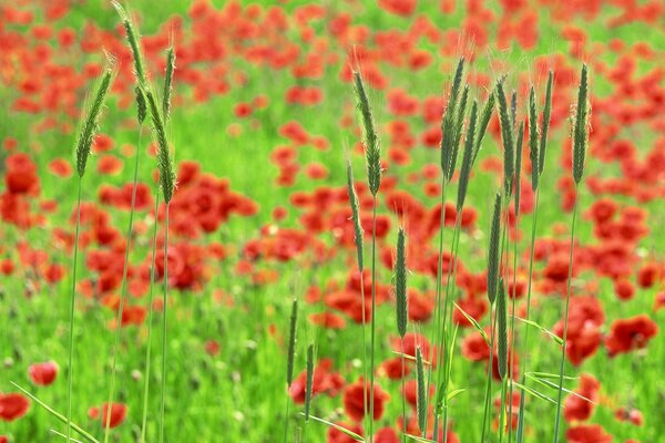 Rote Blumen auf dem Feld. Rote Mohnblumen im Sommer