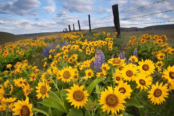 Sunflower field behind a fence with barbed wire