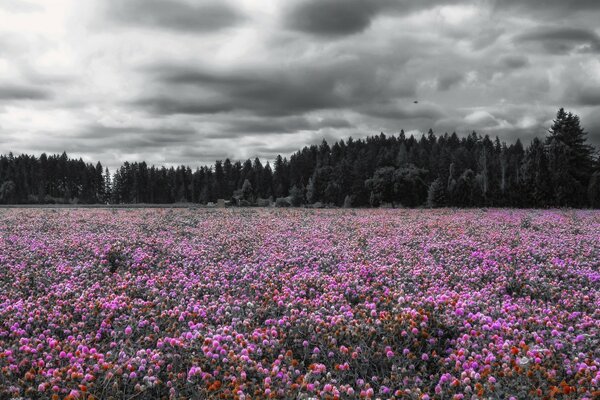 Beaux paysages de prairies et de forêts