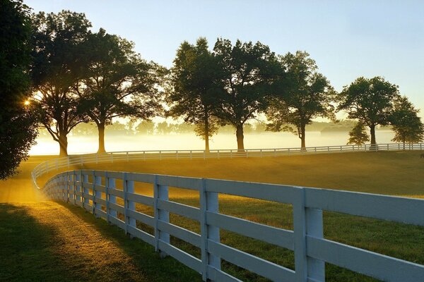 Light in the distance behind the trees, fence