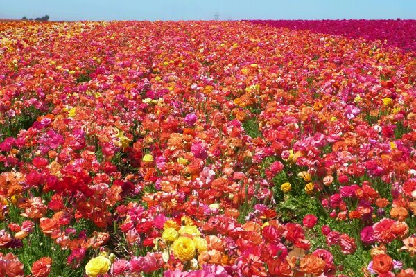 景观、田野、植物及自然