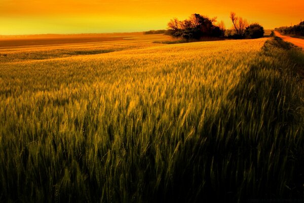 A field of wheat in the golden light of sunset