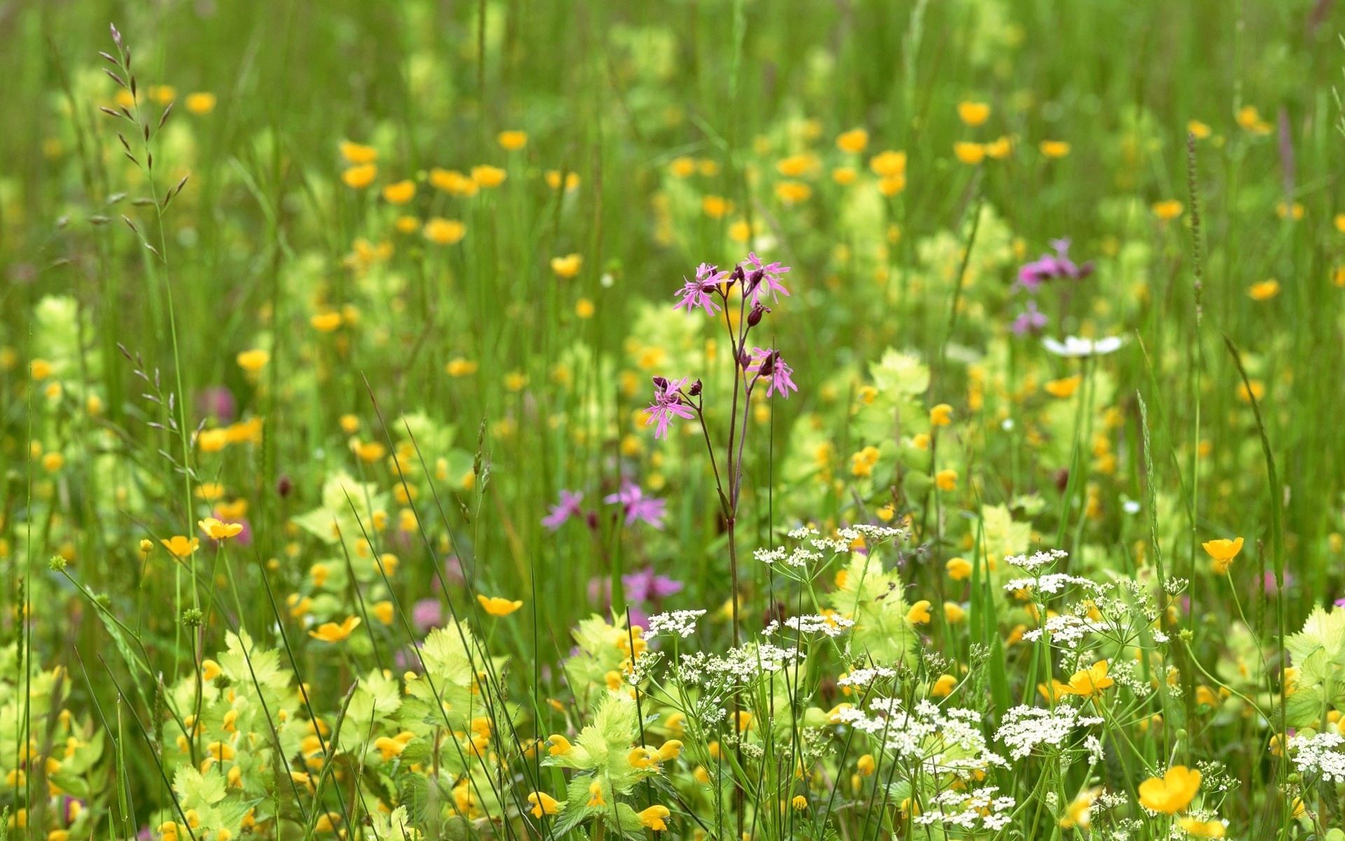 krajobrazy natura kwiat trawa lato siano pole wiejskie na zewnątrz flora dziki wzrost dobra pogoda liść jasny słońce wieś wildflower ogród kwiatowy