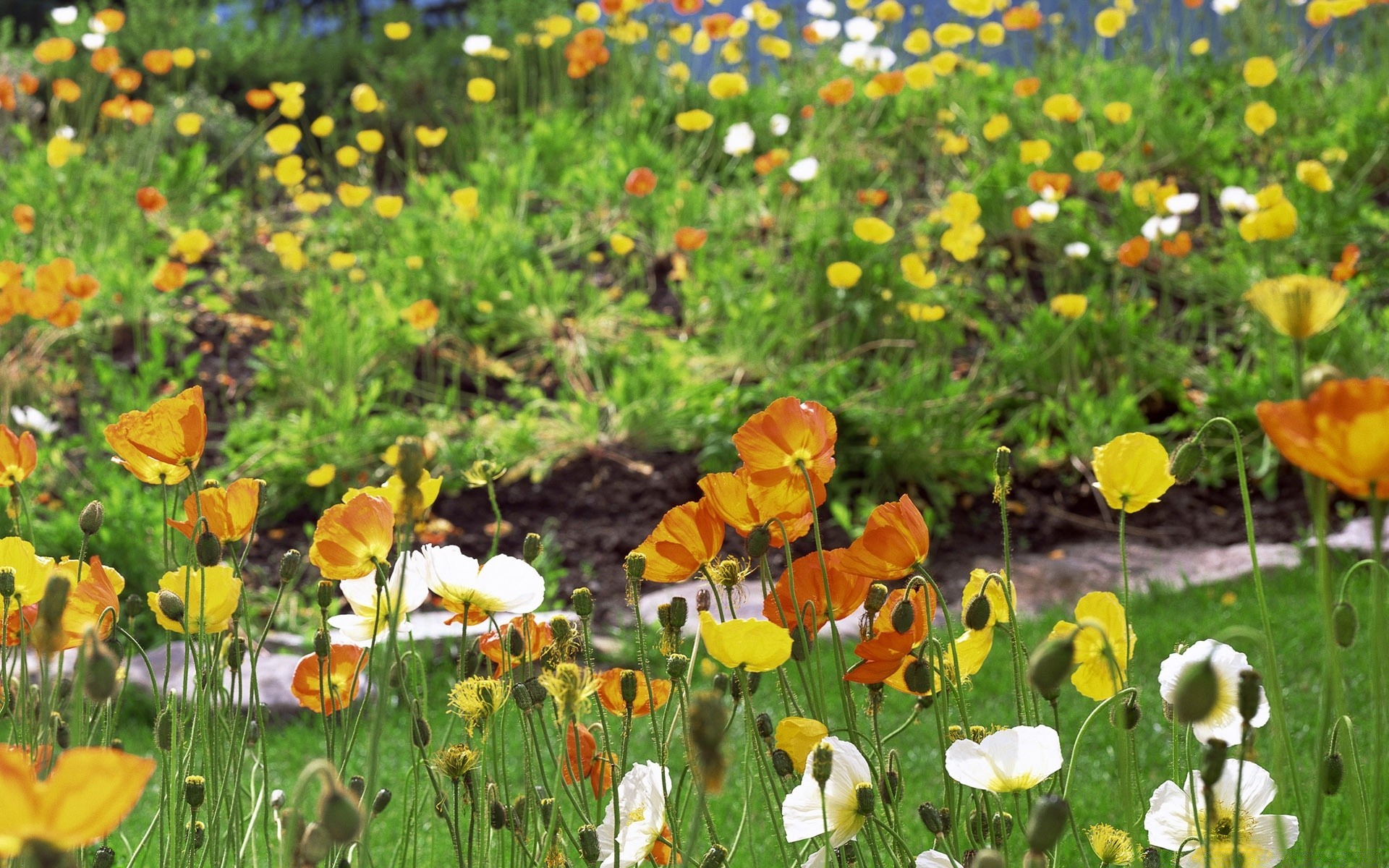 landschaft blume natur feld flora heuhaufen gras sommer blumen garten poppy des ländlichen blatt wild blühen saison hell blütenblatt farbe wachstum gutes wetter