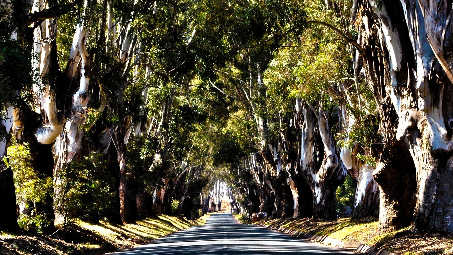 paisagens natureza madeira madeira selva tropical folha viagens flora ao ar livre paisagem parque água selvagem velho verão ambiente floresta tropical