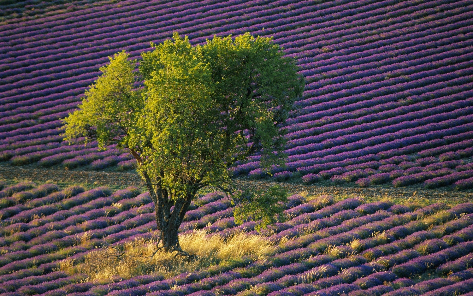 landscapes tree agriculture nature landscape outdoors row vineyard leaf vine flora growth countryside travel desktop rural cropland farm scenic wine