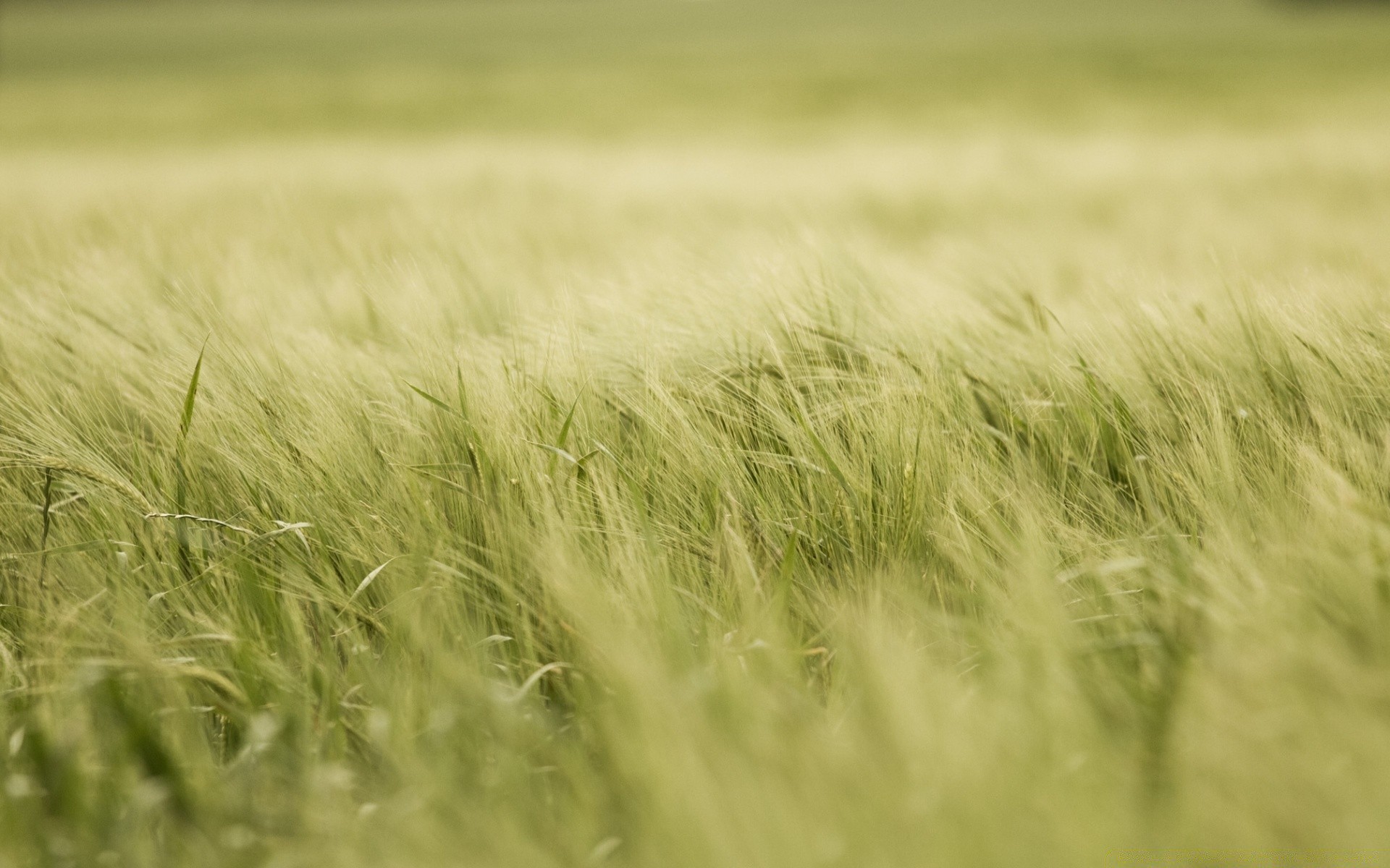 landscapes cereal wheat field rural grass pasture growth corn farm nature sun straw summer countryside agriculture farmland hayfield gold bread