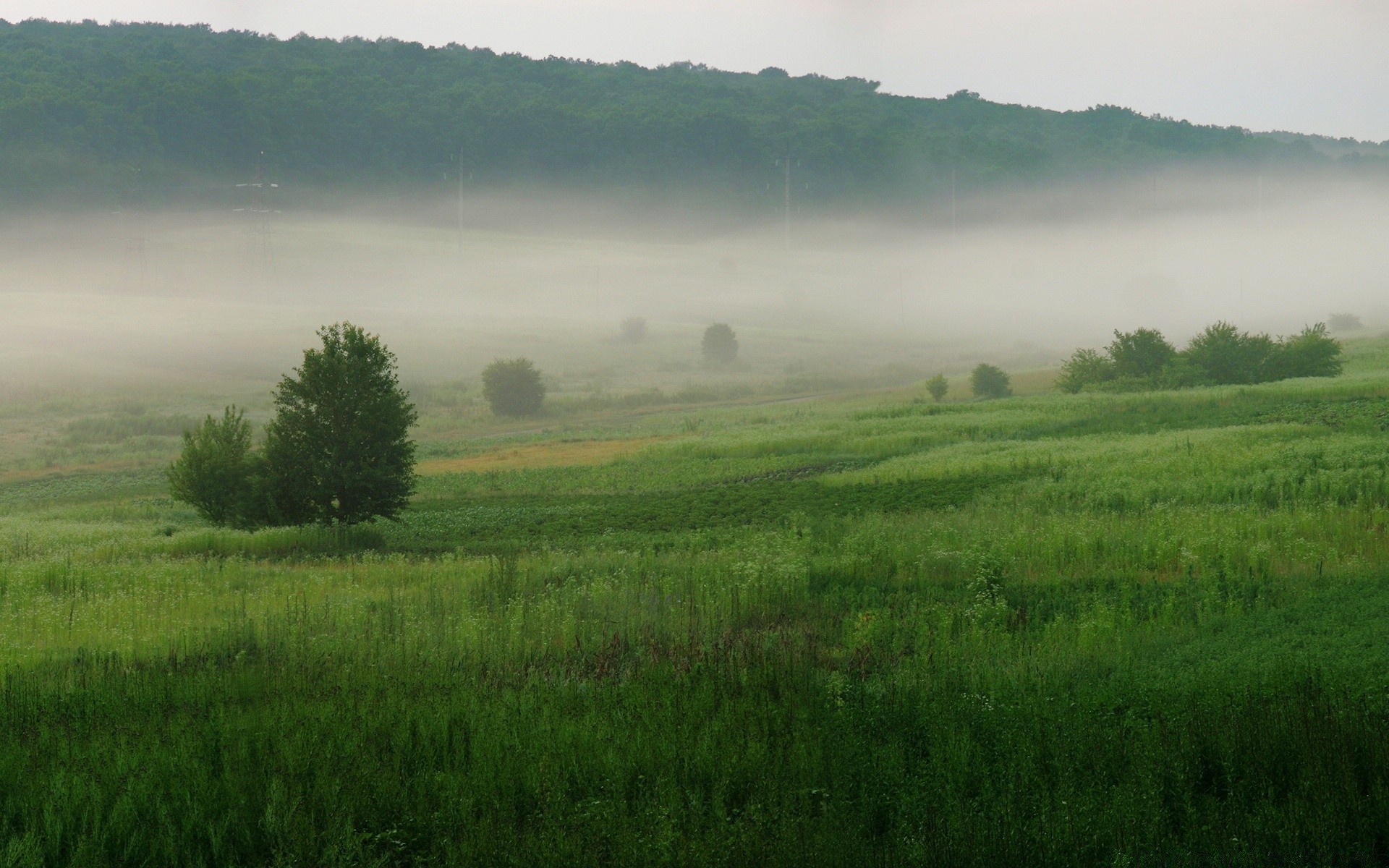 paesaggio paesaggio albero terra coltivata agricoltura natura campo erba fieno campagna fattoria cielo nebbia alba ambiente rurale all aperto pascolo pascolo estate