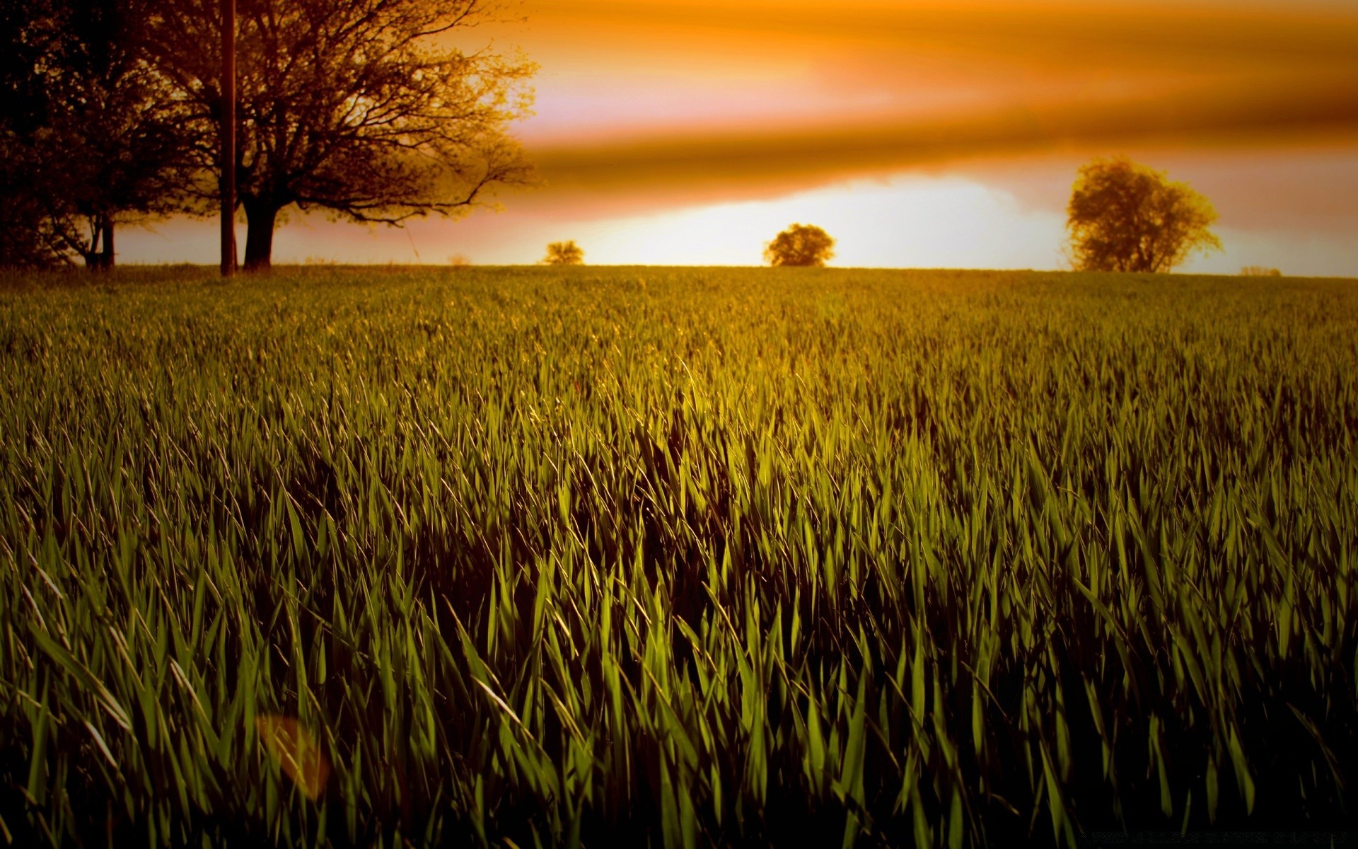 paesaggio cereali campo tramonto fattoria agricoltura paesaggio alba natura all aperto grano raccolto rurale sole cielo terra coltivata oro crescita campagna sera