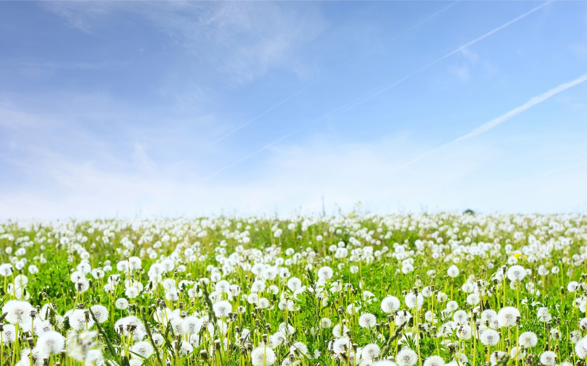 paysage champ fleur flore foin nature été herbe rural paysage agriculture saison croissance environnement ferme soleil beau temps pâturage campagne jardin lumineux