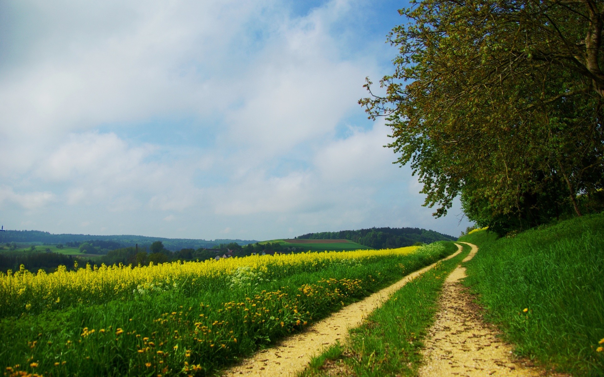 landschaft landschaft natur im freien landschaft landschaft feld baum gras sommer landwirtschaft himmel land wachstum bebautes land gutes wetter blatt straße