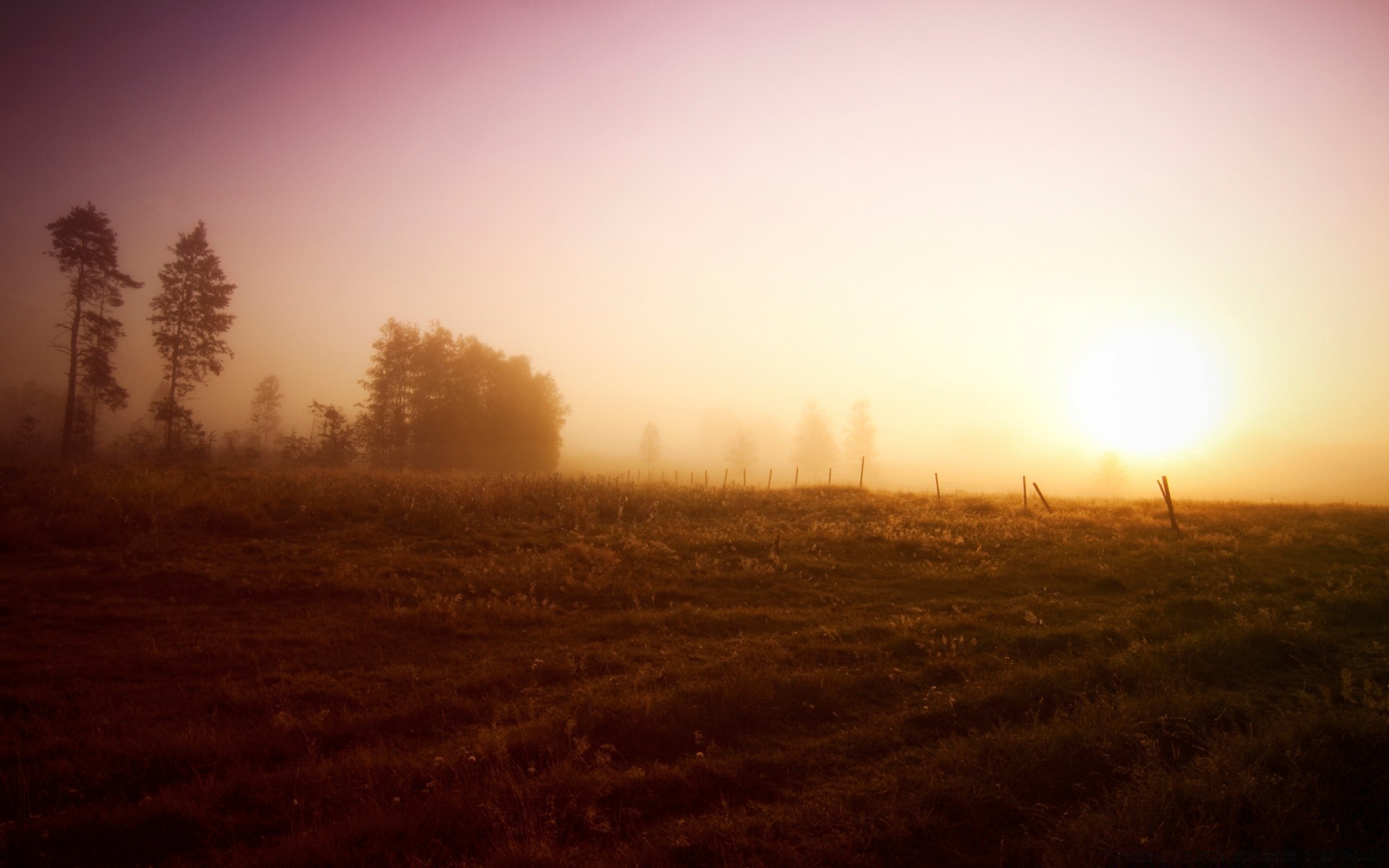 landscapes landscape sunset tree dawn fog sun backlit evening light weather silhouette nature mist sky environment field fall dusk gold fair weather