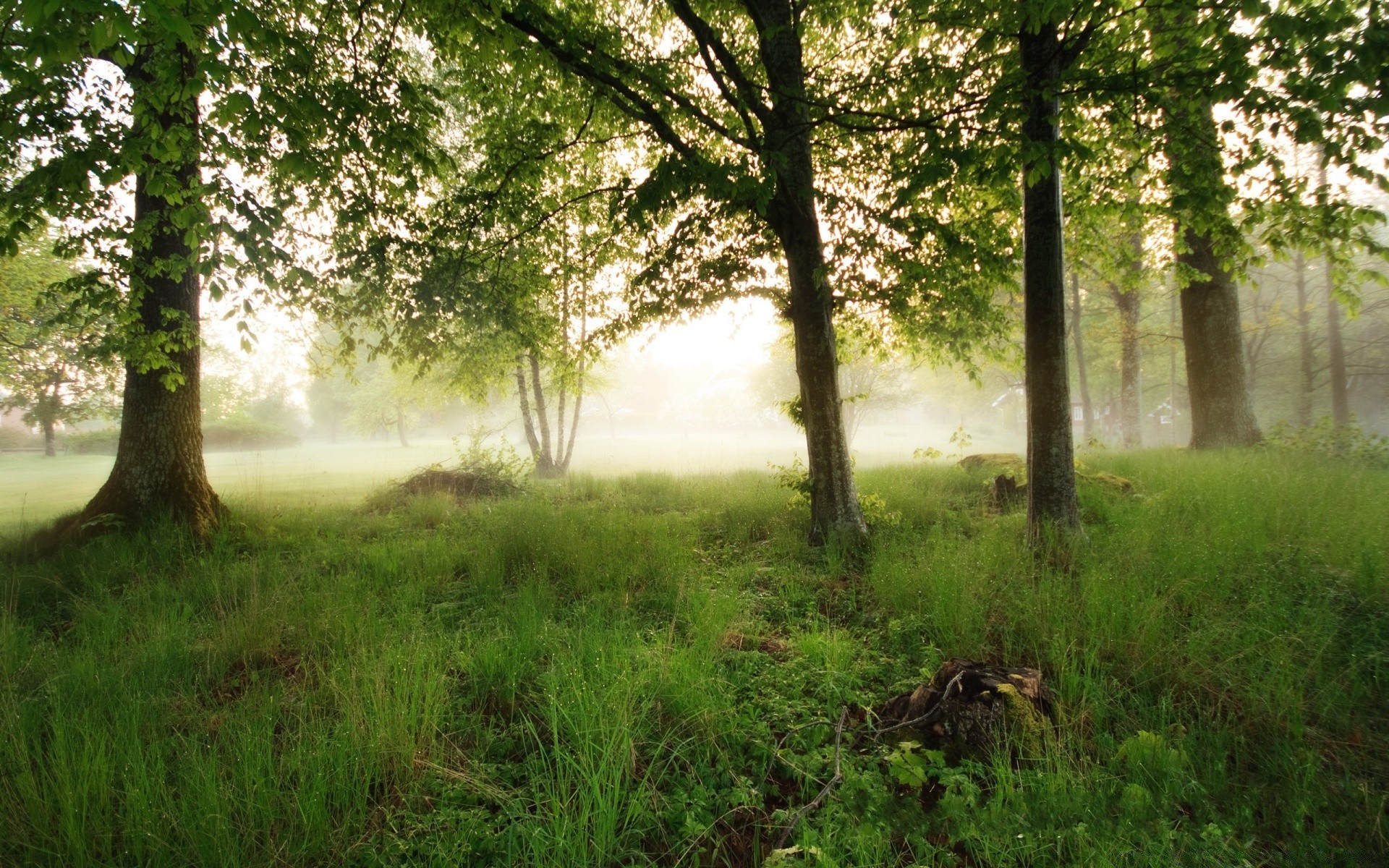 paesaggio paesaggio legno albero natura ambiente alba parco sole erba bel tempo scenico foglia nebbia nebbia campagna lussureggiante paesaggio scena stagione