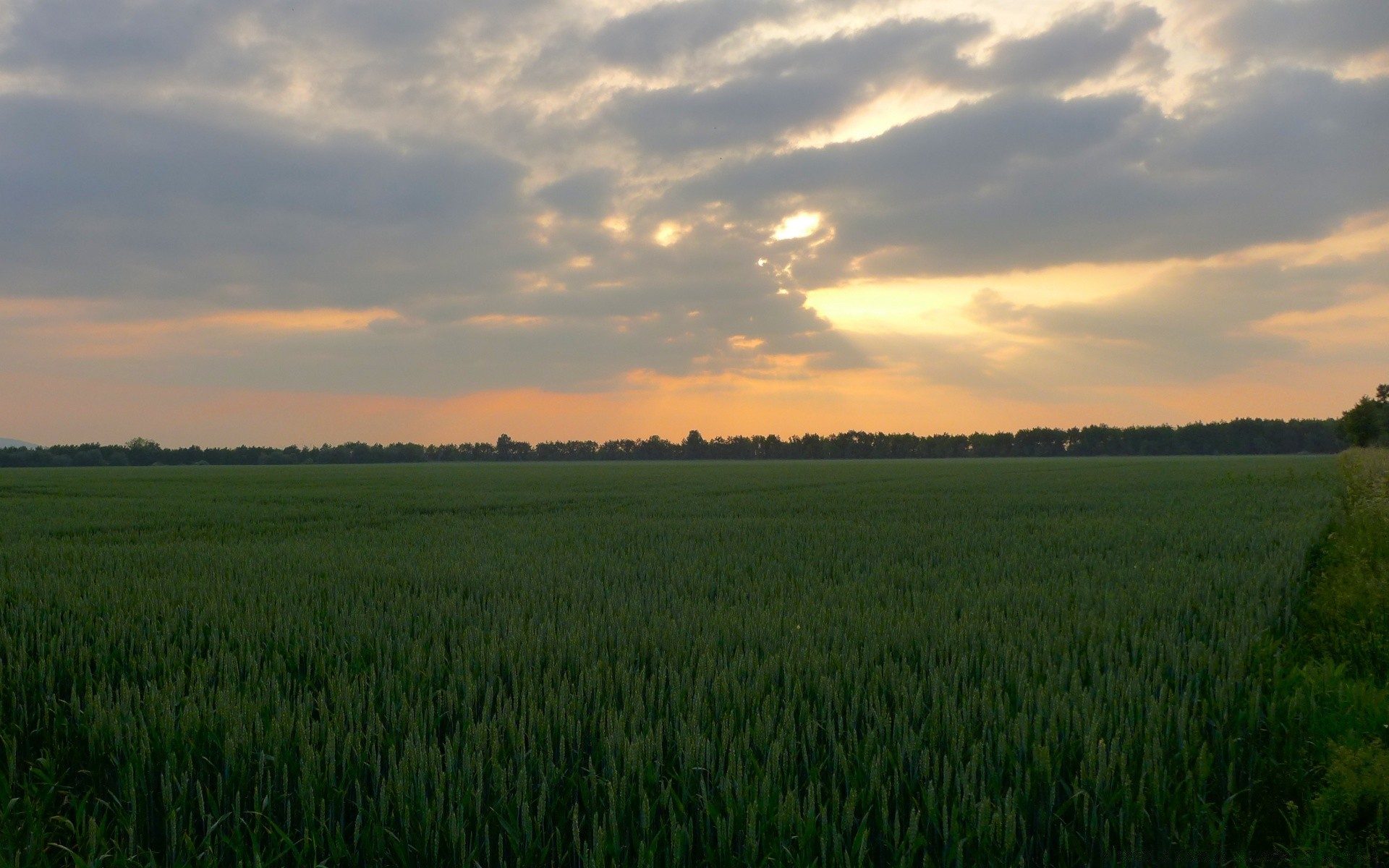 landscapes landscape cereal field agriculture farm rural wheat countryside sky cropland nature pasture corn crop sun outdoors horizon grass fair weather