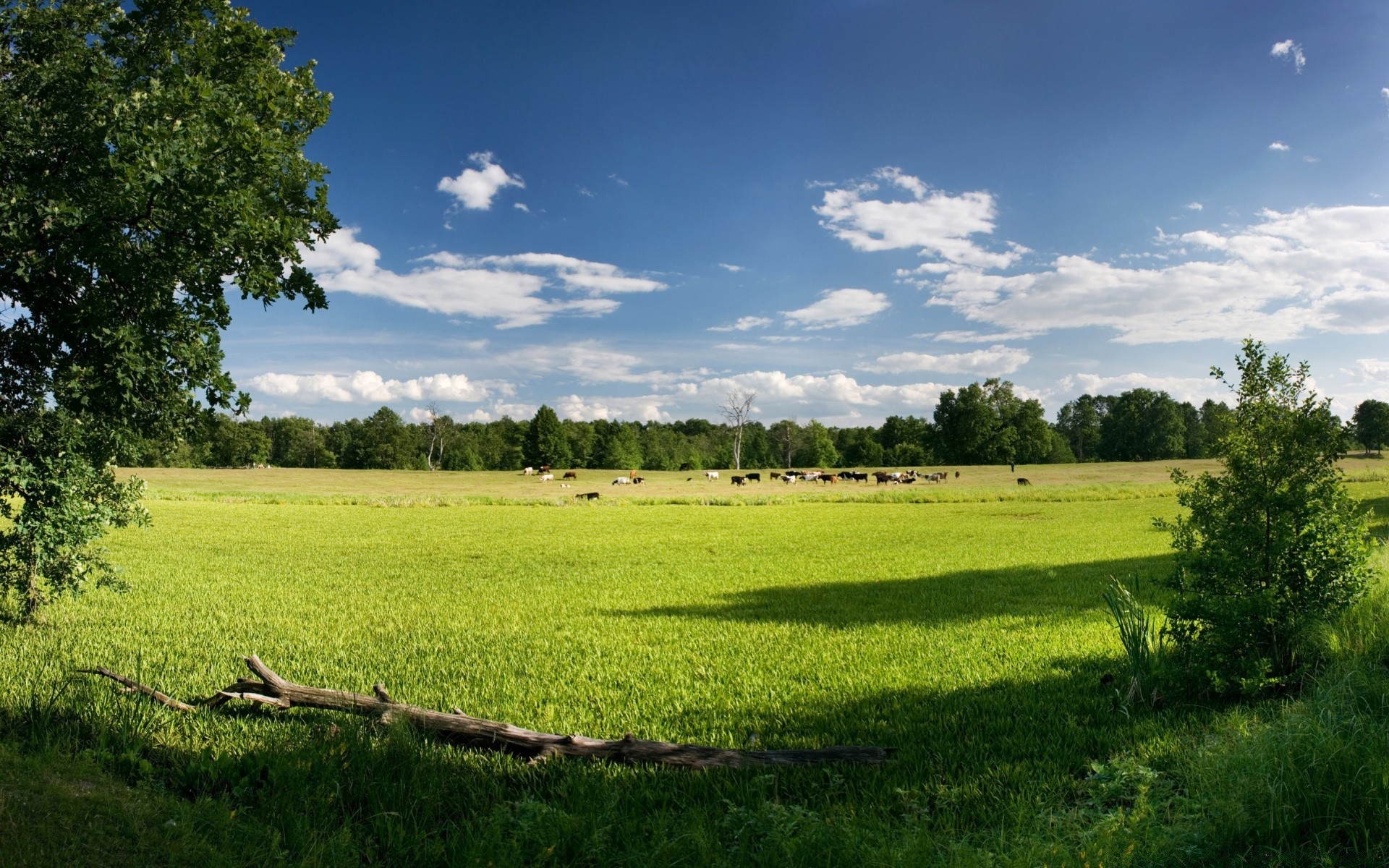 landschaft gras landschaft des ländlichen landwirtschaft natur heuhaufen im freien landschaft baum feld sommer weide himmel bauernhof idylle boden holz