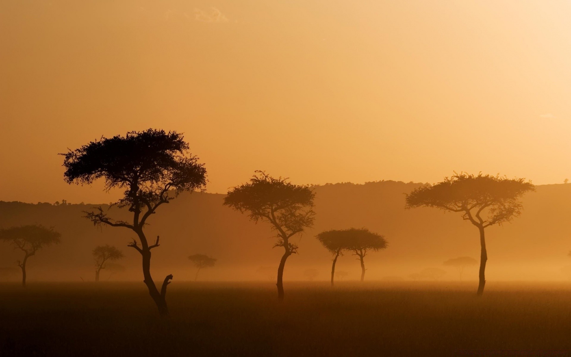 paisaje puesta de sol amanecer silueta iluminado paisaje árbol serengeti safari noche sol cielo desierto sabana naturaleza crepúsculo niebla solo niebla